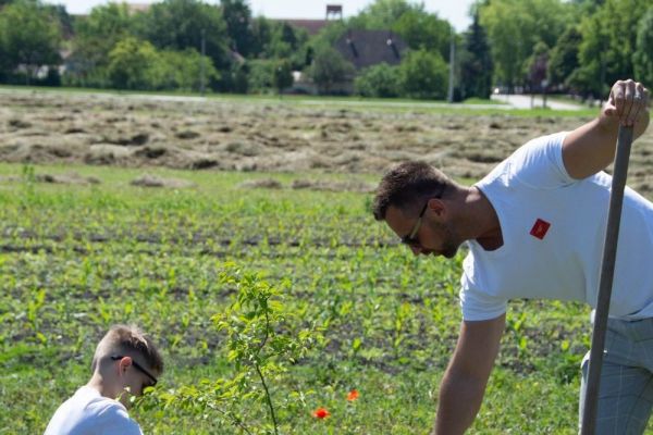 Újszülöttek köszöntése és ligete