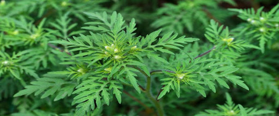 Tájékoztató parlagfű-mentesítéssel kapcsolatban